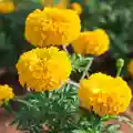 African Marigold flower