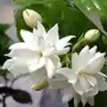 Arabian Jasmine flower