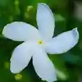 Crape Jasmine flower