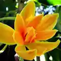 Golden Champa Flower