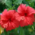 Hibiscus- flower