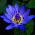 blue water lily flower