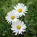 Daisy Flower