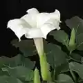 datura flower