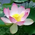 lotus flower