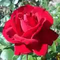 Red Rose Flower