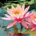 water lily flower